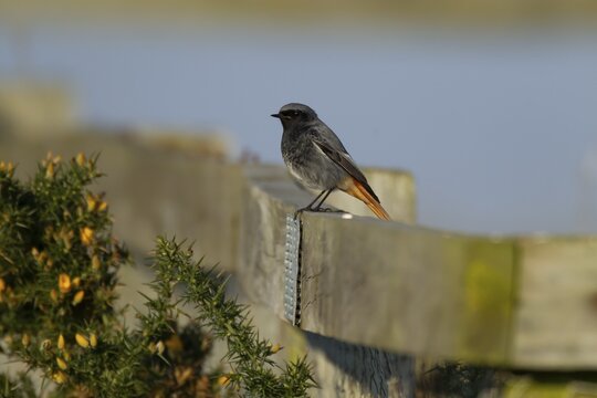 Black redstart (Phoenicurus ochruros) adult male bird on a wooden fence, England, United Kingdom