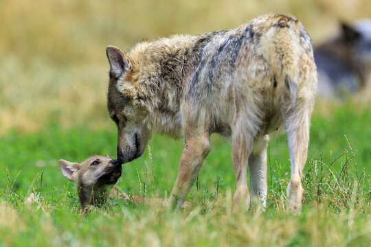 An adult wolf shows affection to a small pup in the meadow, Timberwolf, wolf, American wolf, (Canis lupus lycaon), Germany
