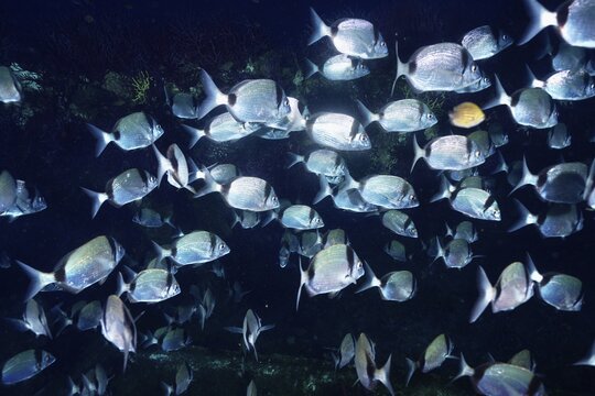 Fish swarm of silvery two-banded bream (Dipoldus vulgaris) in deep blue water with light reflections in the Mediterranean near Hy&egrave;res, Giens peninsula diving site, Porquerolles, Provence, C&ocirc;te d'Azur, France