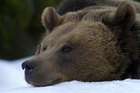 Brown Bear (Ursus arctos), in the Nationalpark Bayerischer Wald, Bavarian Forest National Park, Bavaria, Germany, Europe