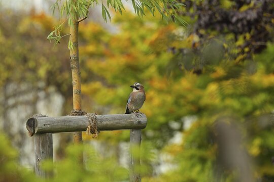 Eurasian jay (Garrulus glandarius), sitting on a tree prop in the garden in front of autumn leaves, North Rhine-Westphalia, Germany