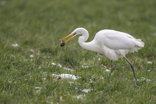 Great egret (Ardea alba) with captured mouse in a meadow, D&uuml;mmer, Lembruch, Lower Saxony, Germany