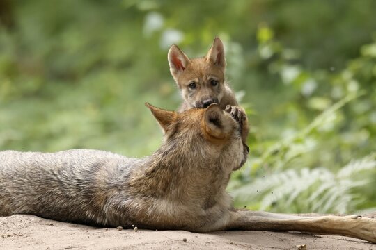 European gray wolf (Canis lupus), adult with pups, captive