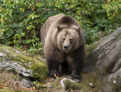 Brown bear (Ursus arctos) looking attentively, captive, Germany