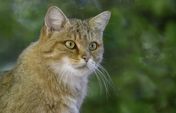 European Wildcat (Felis silvestris), portrait, captive, Rhodes, D&eacute;partement Moselle, Lorraine, France