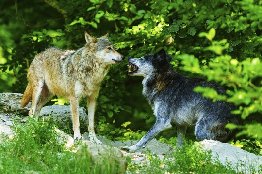 Two wolves communicating with each other in the countryside, Timberwolf, wolf, American wolf, (Canis lupus lycaon), Germany