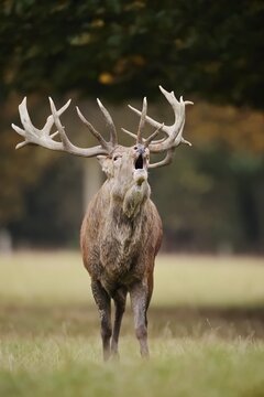Red deer (Cervus elaphus) roaring in the rutting season, North Rhine-Westphalia, Germany