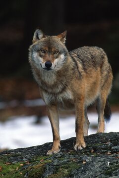 Gray Wolf or Timber wolf (Canis lupus lycaon), Bavarian Forest National Park, Bavaria, Germany, Europe