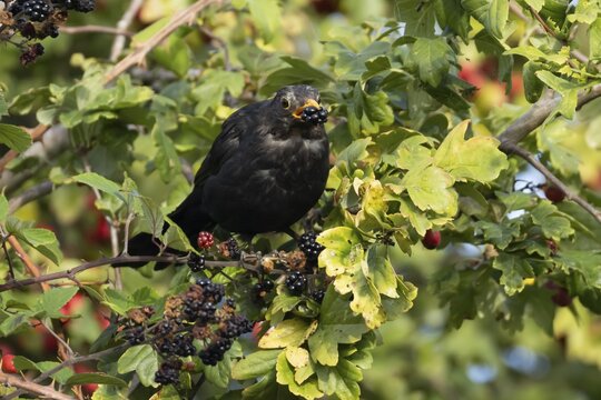 Eurasian blackbird (Turdus merula) adult male bird feeding on a blackberry in a hedgerow in the summer, England, United Kingdom
