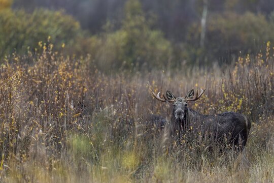 While this bull moose (Alces alces) is clearly visible, the three animals standing next to him are barely recognisable, rutting season, moose rut, October, Denmark