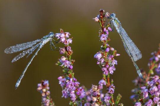 Emerald Damselfly (Lestes sponsa) on flowering heather in the Goldenstedt moor, Goldenstedt, Lower Saxony, Germany