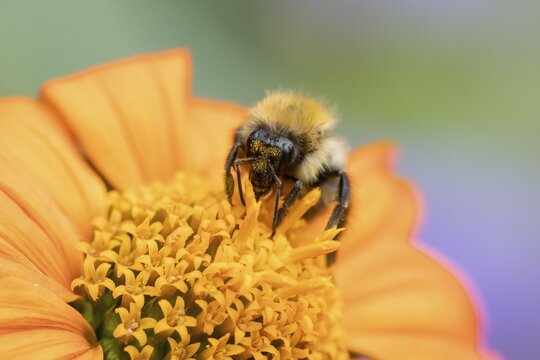 Common carder bumblebee (Bombus pascuorum) adult bee insect feeding on a garden Mexican sunflower (Tithonia spp) flower in summer, England, United Kingdom