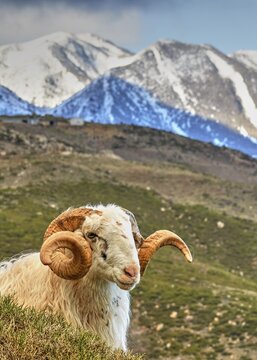 Close-up of a ram in front of a mountain backdrop with snow peaks, sheep (e) or goat (n), ovis, caprae, Crete, Greek Islands, Greece