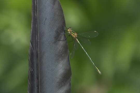 Emerald damselfly (Lestes sponsa) adult insect resting on a bird feather in summer, England, United Kingdom