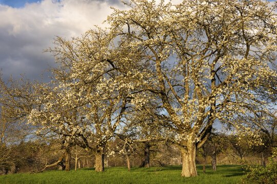 White blossoming fruit trees in a meadow in spring, more trees and forest in the background. Sunshine and clouds, golden hour. Small Odenwald, Rhine-Neckar district, Baden-W&uuml;rttemberg, Germany