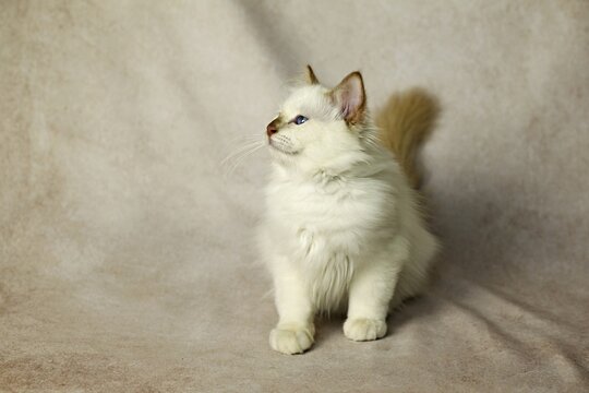 Purebred cat, Sacred Burmese, young male cat, Cinnamon-point