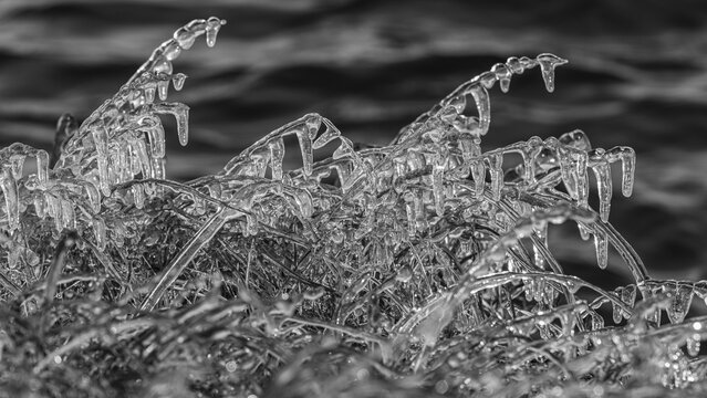 Icy grasses along the river, black and white photo, Fjallabak Nature Reserve, Sudurland, Iceland