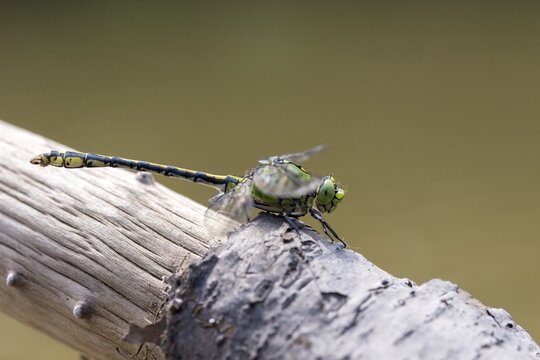 Green culbtail, green snaketail, green wedge, ophiogomphus cecilia, anisoptera, damselflies, dragonflies, insects, dragonflies, odonata