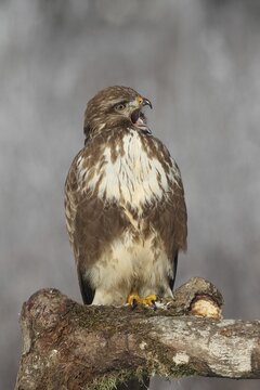 Steppe buzzard (Buteo buteo) in winter, light brown colour morph, calling, Allg&auml;u, Bavaria, Germany