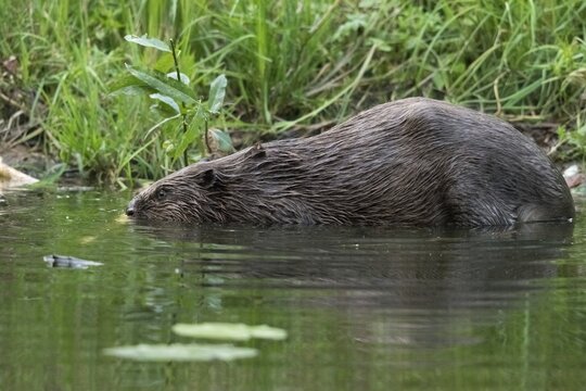 Beaver, castor fiber albicus, elbe beaver, Eurasian beaver, European beaver, rodents, rodentia, beaver, mammals, rodents, mammals