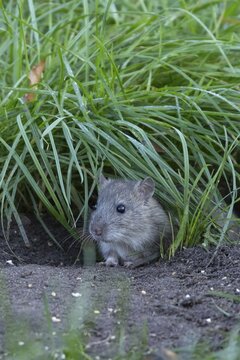 Brown rat (Rattus norvegicus) adult rodent animal emerging from a burrow hole in grassland, England, United Kingdom