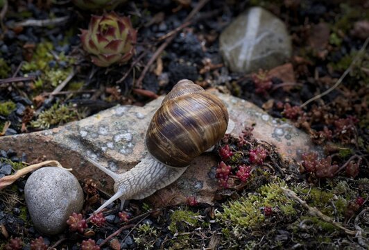 Vineyard snail (Helix pomatia) crawling, rock garden, Stuttgart, Baden-W&uuml;rttemberg, Germany