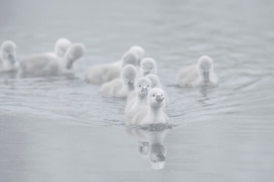 Mute swan (Cygnus olor) swimming chicks in the morning mist, North Rhine-Westphalia, Germany