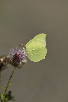 Brimstone (Gonepteryx rhamni) sitting on thistle, North Rhine-Westphalia, Germany