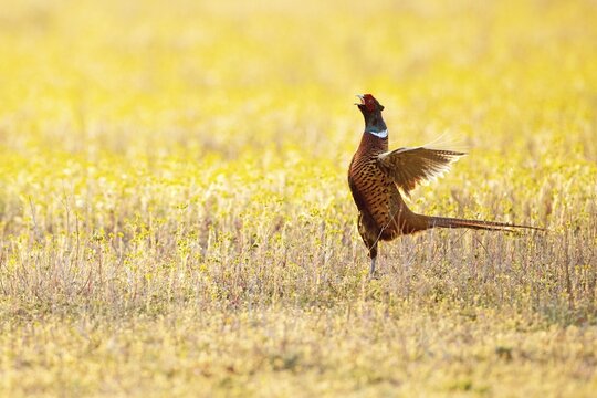 Pheasant (Phasianus colchicus), ring-necked pheasant cock, male calling during courtship in field, meadow in spring (backlight)