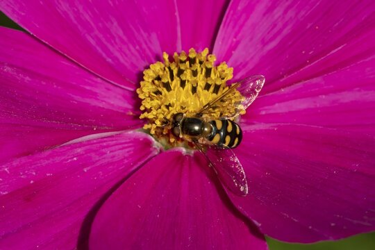 Common hoverfly (Eupeodes corollae) adult insect on a garden Cosmos flower in summer, England, United Kingdom