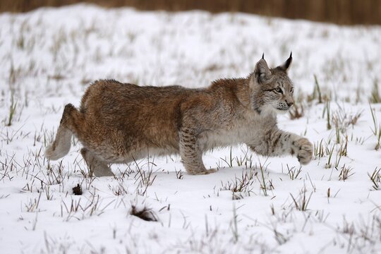 Eurasian lynx (Lynx lynx) in a snowy meadow, Czech Republic
