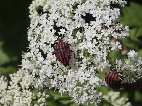 Two striped beetles, stripe bug (Graphosoma italicum), on white flowers in close-up view with vivid play of colours, Goms, Canton Valais, Switzerland