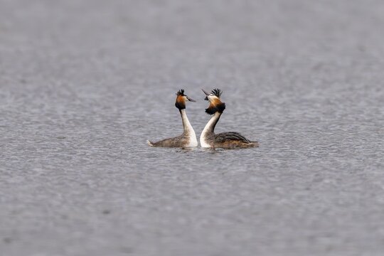 Great crested grebe (Podiceps scalloped ribbonfish), mating dance, Vulkaneifel, Rhineland-Palatinate, Germany