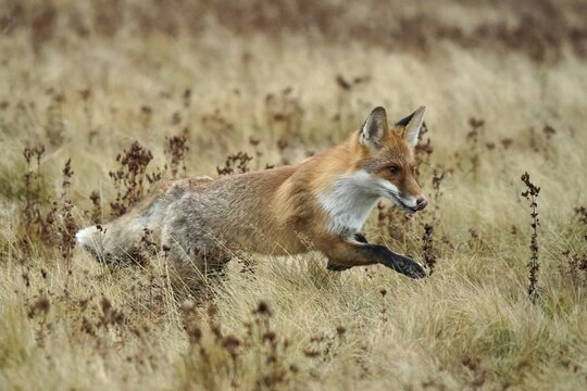 Red fox (Vulpes vulpes) running in a meadow, Czech Republic
