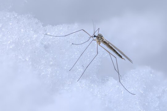 Nematocera, Trichoceridae spec., winter mosquito, diptera, ice, insects, mosquito, snow, winter, winter crane fly, two-winged bird