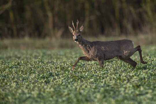 Roebuck in field, Germany