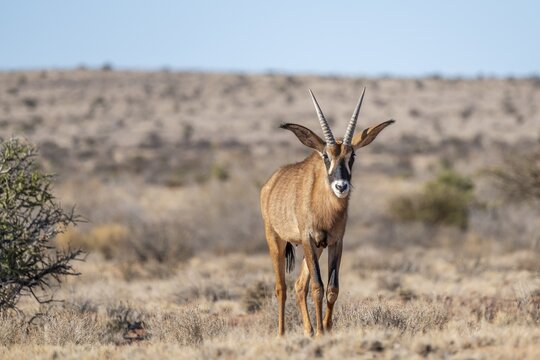 Juvenile roan antelope (Hippotragus equinus) standing in the grasslands, South Africa