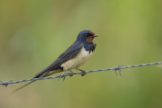 Barn swallow (Hirundo rustica) adult bird on a barbed wire fence in summer, England, United Kingdom
