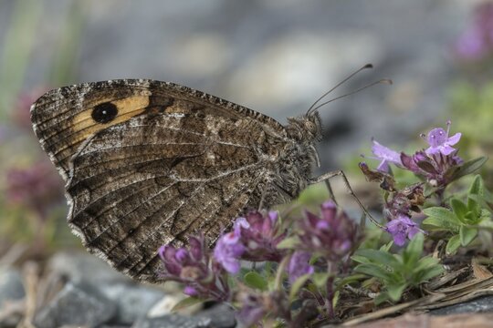 Hipparchia semele, ochre velvet butterfly, rock grayling, rust bandage, butterfly, grayling, insects, butterfly, butterflies, butterflies