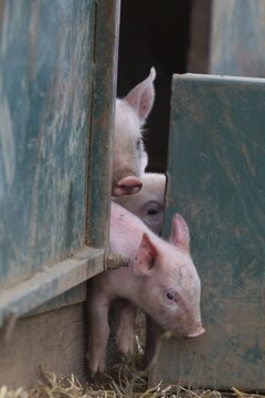 Pig (Sus domesticus) juvenile piglet squeezing out of a pigsty Suffolk, England, United Kingdom