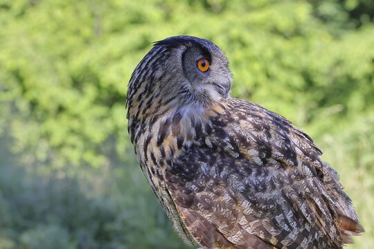 Eurasian eagle-owl (Bubo bubo), animal portrait, Rhineland-Palatinate, Germany