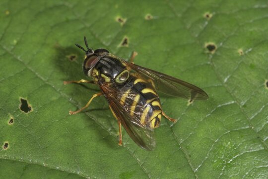 A wasp wasp fly (Chrysotoxum intermedium) basking on a leaf, Baden-W&uuml;rttemberg, Germany