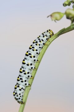 Brown-root monk (Shargacucullia scrophulariae), caterpillar, North Rhine-Westphalia, Germany