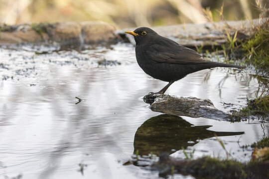 Blackbird, Turdus Merula, Bath, Bird Bath, Birds, Male, Passeri, Songbirds, Potion, Birdbath, Birds, Watering Place