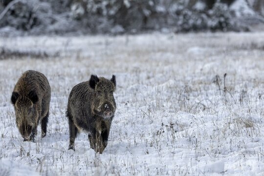 While the wild boar (Sus scrofa) continues on its way, the boar is still busy analysing the scent information, pheromones, scent, impress, winter, snow, cold, mating season, November, Denmark