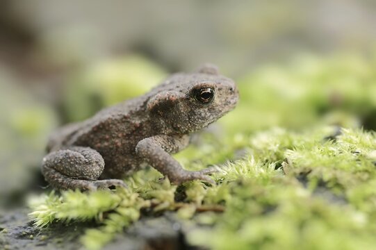 Common toad (Bufo bufo), juvenile, North Rhine-Westphalia, Germany