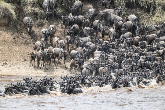 The Great Migration: Huge herds of wildebeest (Connochaetes taurinus) swimming across the Mara River to the opposite bank, Serengeti, Tanzania