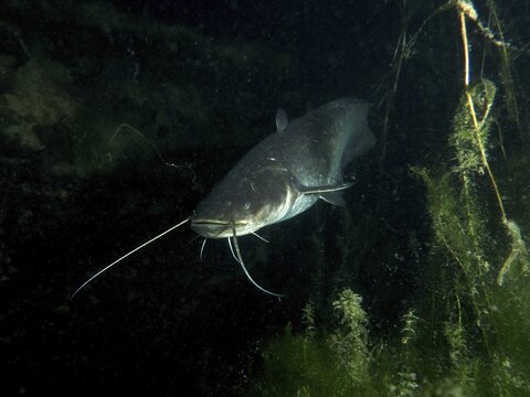 A catfish (Silurus glanis), Waller, swimming at night in the dark water between plants, dive site Klosterinsel, Rheinau, Canton Zurich, Rhine, High Rhine, Switzerland, Germany