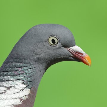 Common wood pigeon (Columba palumbus), animal portrait, North Rhine-Westphalia, Germany