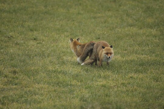 Fox (Vulpes vulpes) Ranz on the meadow, Allg&auml;u, Bavaria, Germany, Allg&auml;u, Bavaria, Germany